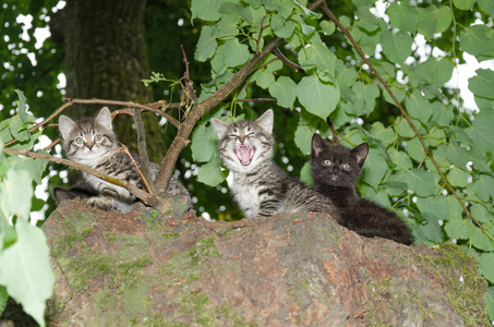三个年轻的野生猫科动物