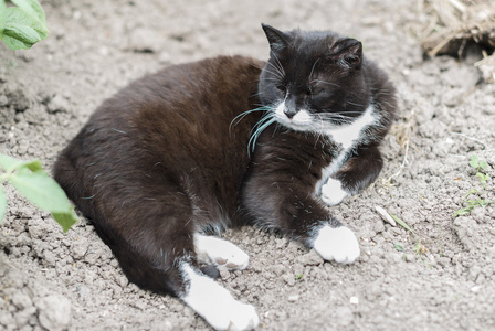 流浪的野猫在户外的肖像图片