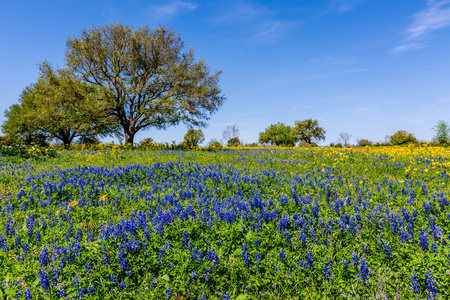 美好的领域覆盖了与著名的德克萨斯州 Bluebonnets 广角视图