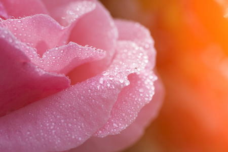 美丽的玫瑰花的花瓣照片