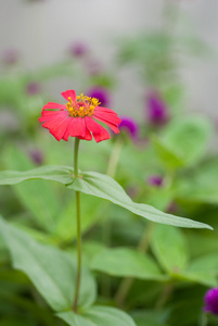 紫草花紫草花