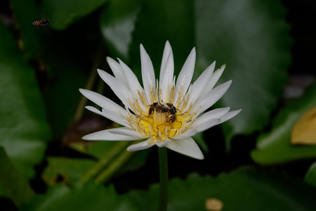 蜜蜂和莲花