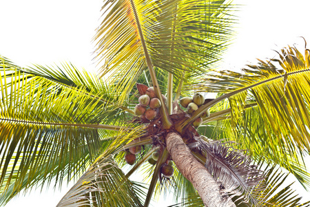 原始的椰子