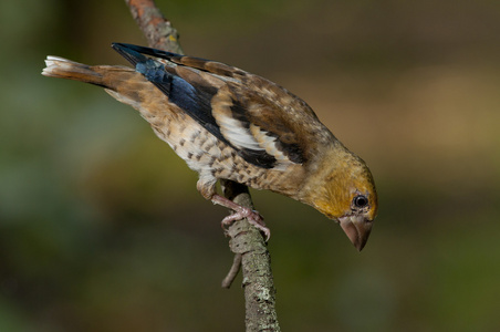 霍芬奇coccothraustes cocothraustes