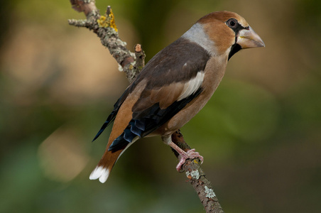 霍芬奇coccothraustes cocothraustes