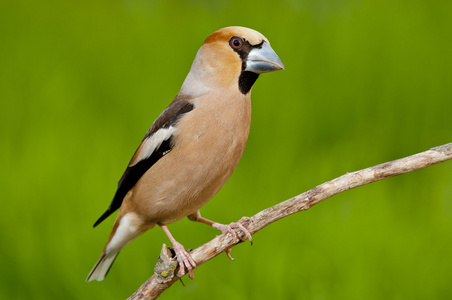 霍芬奇coccothraustes cocothraustes