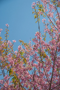 棵杏树开花的树