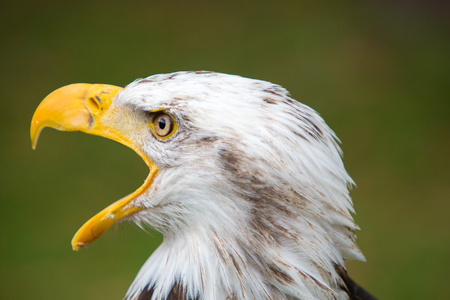 美国白头鹰在厄瓜多尔的特写