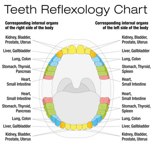 牙齿反射图描述图片