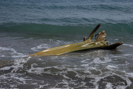 加勒比海滩上的木制漂浮物图片