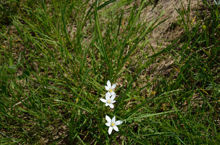 狂野温柔的花朵