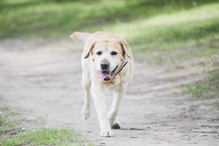 拉布拉多犬