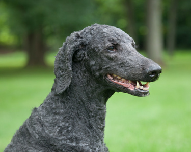 蓝色贵宾卡图片大全