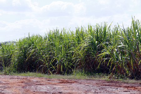 叶子 能源 燃料 生物燃料 土地 巴西 农村 增长 热带
