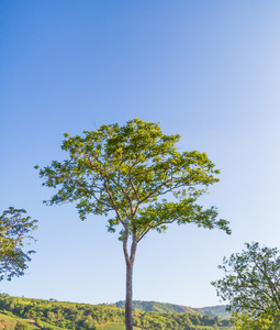 夏日风景与天空和树