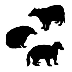 獾设置矢量动画片獾剪影在白色背景被隔绝了洞里出来的蜜獾獾逗人喜爱