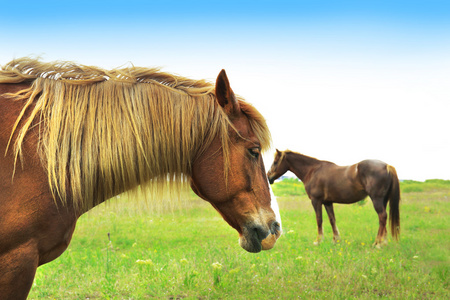棕色的马在草原上放牧