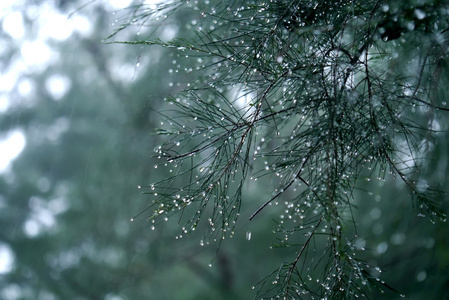 在松叶上的 美丽雨滴 的不明图像