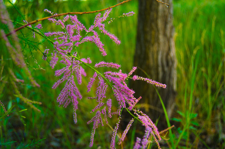 朵朵鲜花