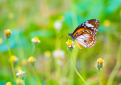 在大自然中的一朵美丽的马来虎蝴蝶