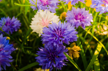 朵朵鲜花