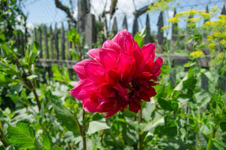 朵朵鲜花