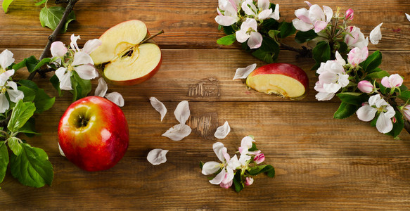 盛开的苹果树枝和红苹果