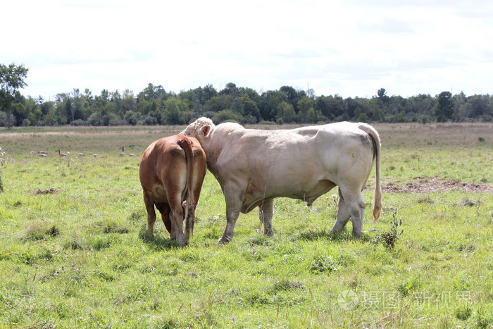 公牛和母牛在字段