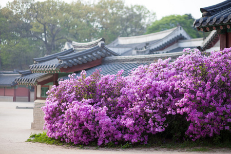 杜鹃花在韩国首尔的changdeokung宫开花