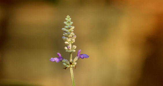 关闭了花园里的花蓝色 sulvia