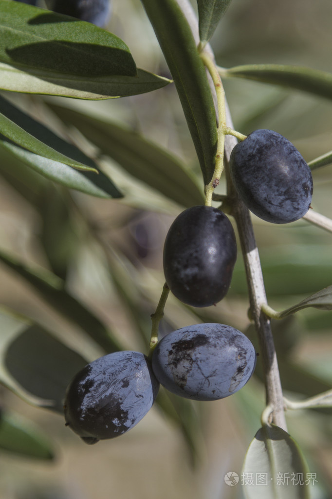 黑橄榄