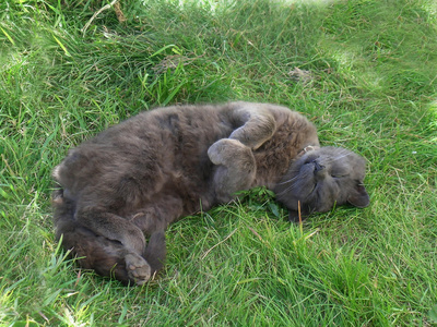 猫躺在草地上