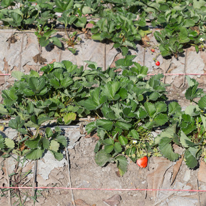 在农业领域种植草莓果实