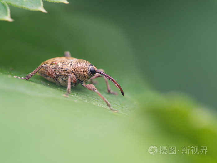 昆虫记象态橡栗象图片图片