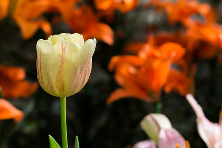 色彩艳丽的郁金香花盛开花卉花园