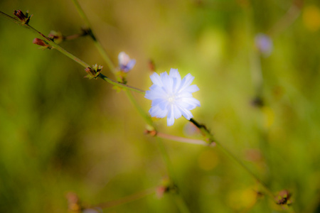 盛开的花园