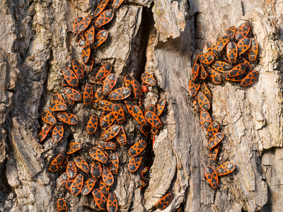 FirebugPyrrhocoris 翅大头粪金龟