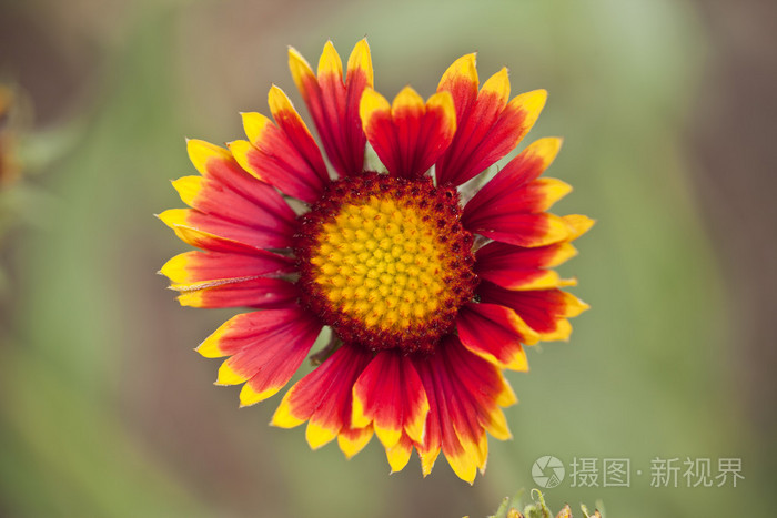 红色黄色花