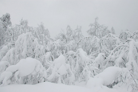 白雪皑皑的丛林和黑暗的天空