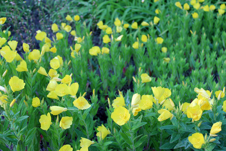 夏天草地上的黄色花朵