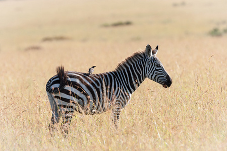 在肯尼亚的大草原斑马
