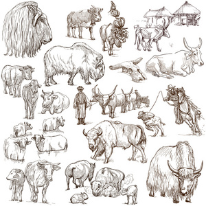 牛和牛包的动物。手绘