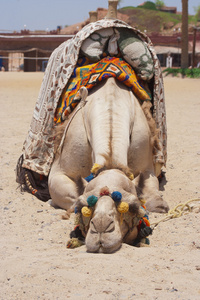 累了单峰骆驼，睡躺在地上的画像