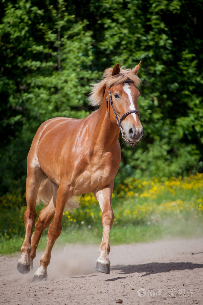 红马跑到绿色的草地上