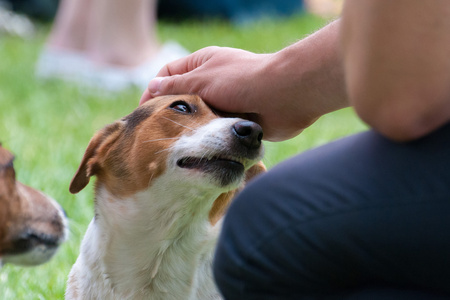 亲切的目光比格犬照片