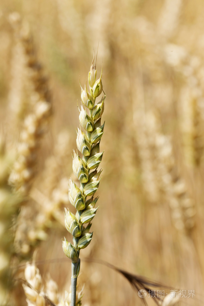 成熟的小麦的穗状花序的细节