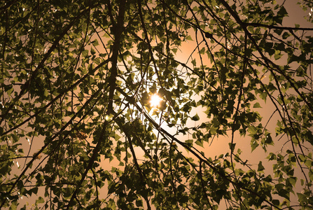 太阳背景的射线中的树叶红色过滤
