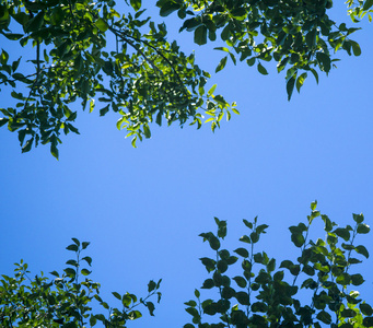 绿色树叶子反对蓝天背景