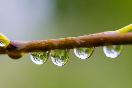 特写树枝在水中滴