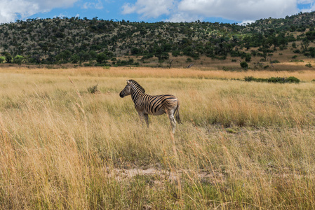 斑马。皮拉内斯伯格国家公园。南非。3月 29, 2015